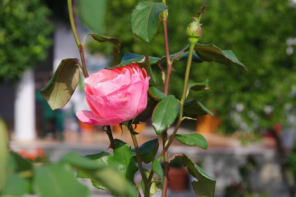 Athina Hotel Koinira Ngoại thất bức ảnh